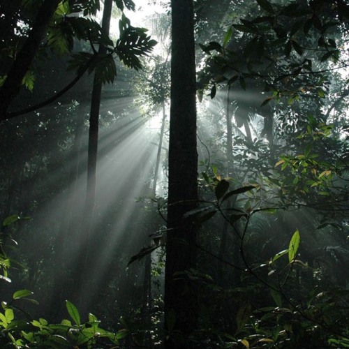 Sunlight through the Jungle (Jungle, D&B mix)