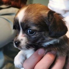 You Don't Want Me (Backing Vocal Cut)