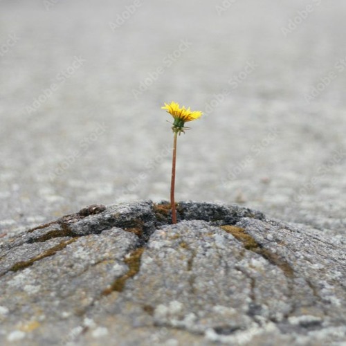 Steht die Welt auf dem Kopf, mach einen Handstand! <3