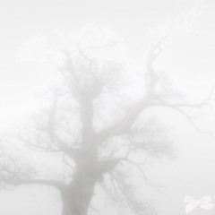 ꠸ꪶꪶꪊᦓ꠸ꪮꪀꪖ᥅ꪗ  - havent you seen the blossom~? +mari