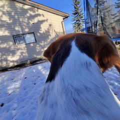 Doggo