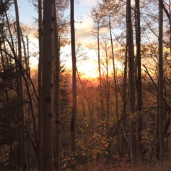 How to rent a room (Silver Jews cover)