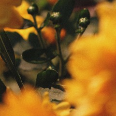 thunderstorm watch under a red-orange sky