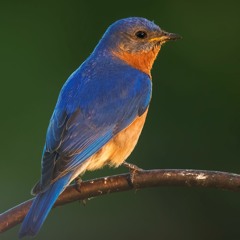 Bluebird at sunset