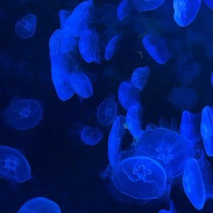 come in blue