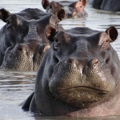 fxckh4yden - hippo rmx