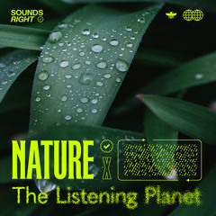 Queensland Rain Rhythms