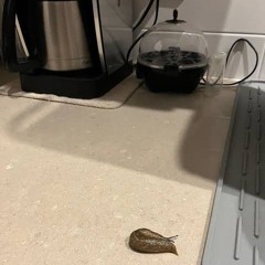 slugs in my kitchen