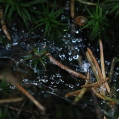 DistroKid Wheel of Playlist