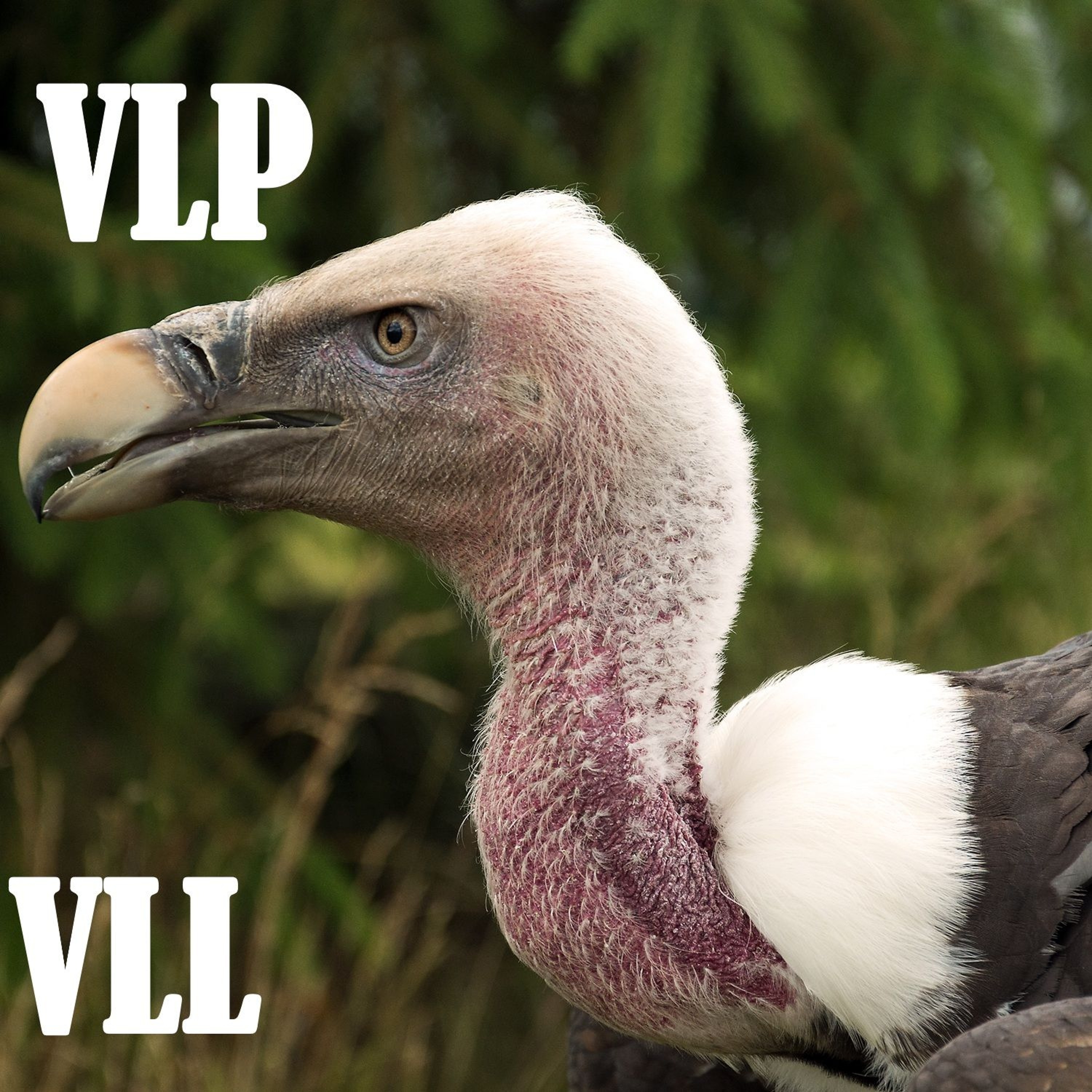 VLL 52: Discernment Vultures episode artwork