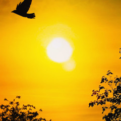 I See The Splendour Of Beloved In Every Direction (Words of Hafiz) - Munshi Raziuddin