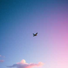 Meine Liebe fliegt