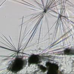 babyluv x lil matt (never you)