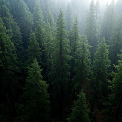 Rock - Radiohead inspired - Redwood (demo)