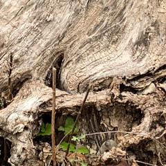 Trees of Palestine, Olive Tears Falling Upon This Grieving Earth