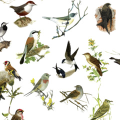 book of birds
