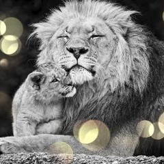 Can You Feel The Love (cover)