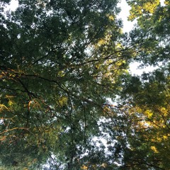 On Track - Tame Impala (Cover)