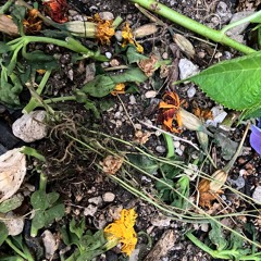 soil #3