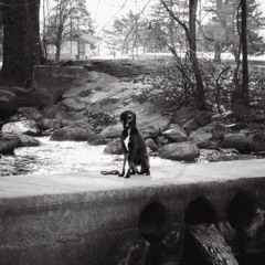Dogtooth