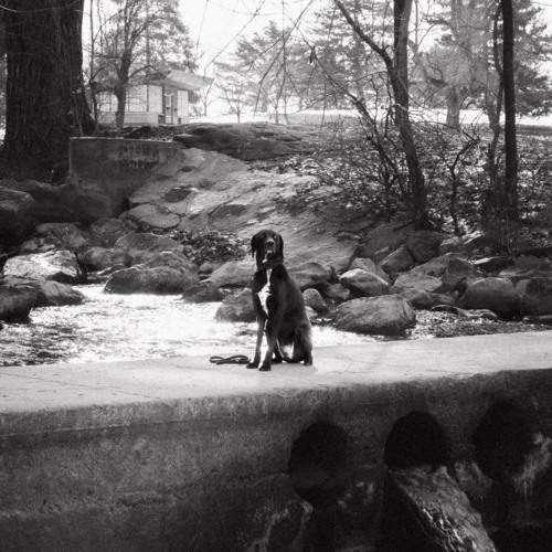 Dogtooth