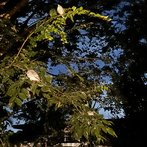 Stream Super Model - SZA (Cover) by Charlie