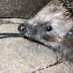 Igel Schnupfen