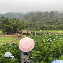 gặp nhau giữa rừng mơ