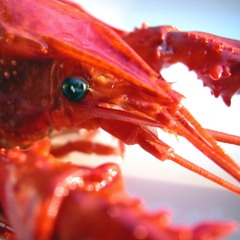 boredinthehouse ahhhyeah