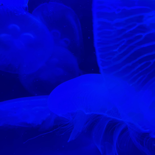 So Fast!! ft. flex shit