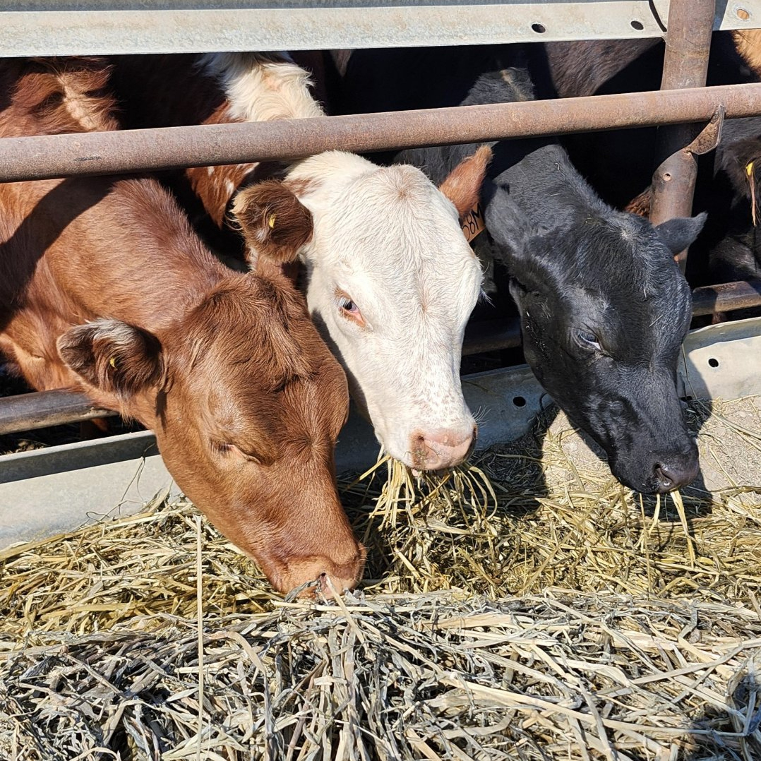 Buy a cow, support a farmer: Inside a new model for investing in agriculture episode artwork