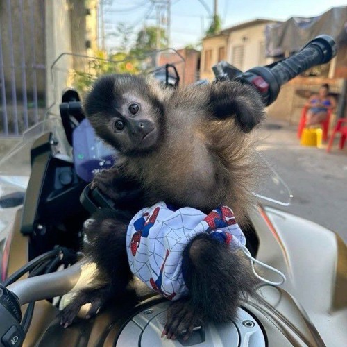 MEGA = VUKA VUKA VUKADÃO ((DJ CABELINHO DE FRIBURGO))