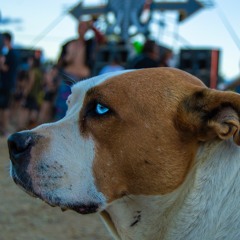 Melo-dick Kick Master