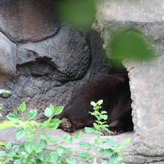 HIBERNATE OG (prod. d4oy)