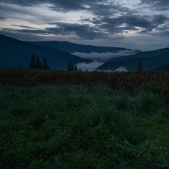 Ring ouzel, subalpine meadow, dusk - Southern Carpathian Mountains