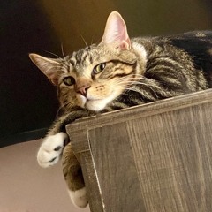 Cuteness Aggression