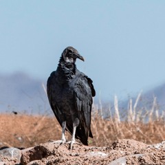 Mass Graves 4 Masked Men