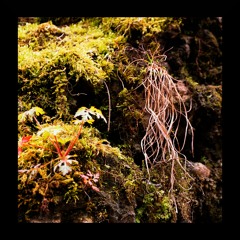 Cerulian - Feather Moss (Download on Bandcamp)
