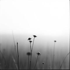 No Colours Today (Cover)
