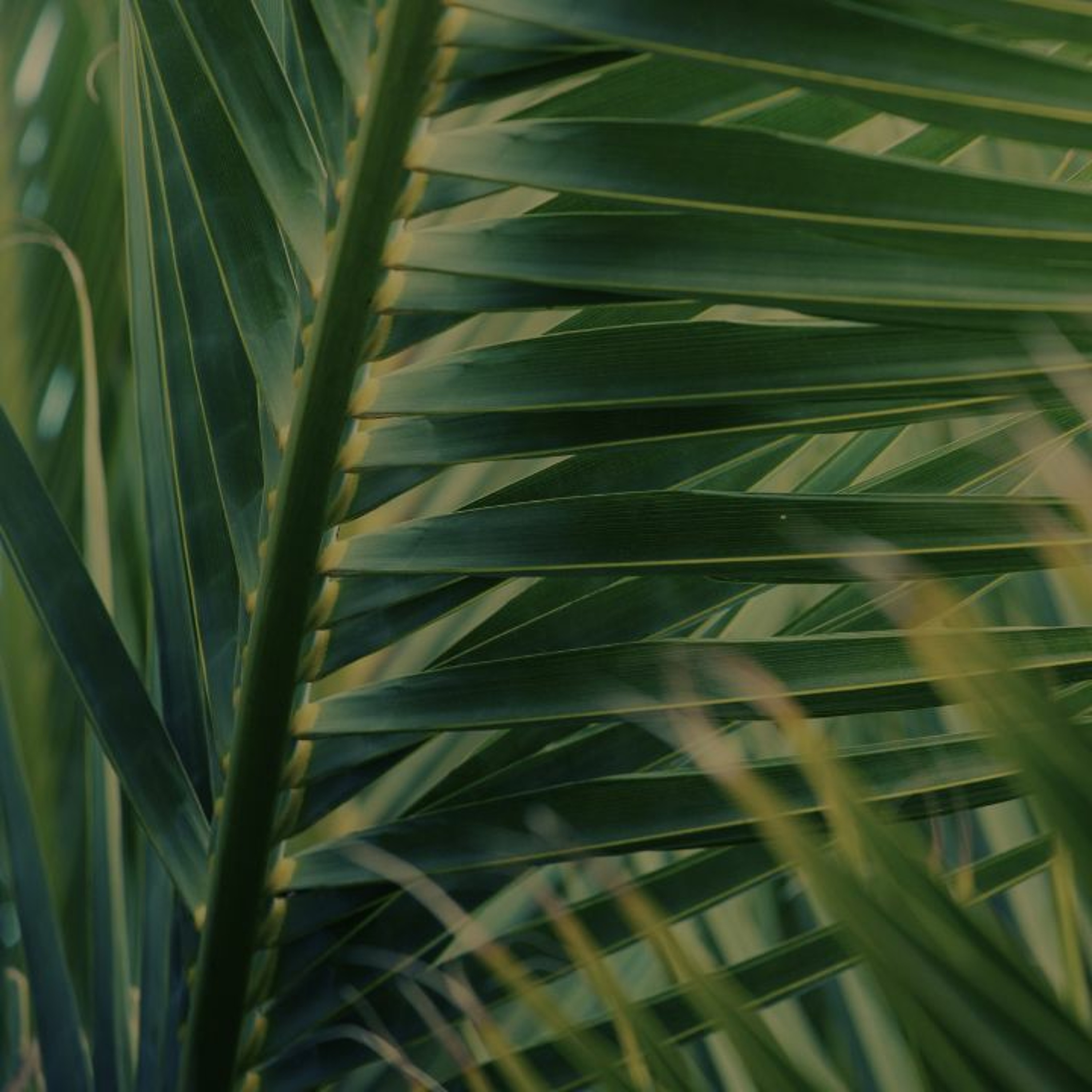 Palm Sunday - Mike Blaber