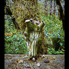 k in the forest (original)
