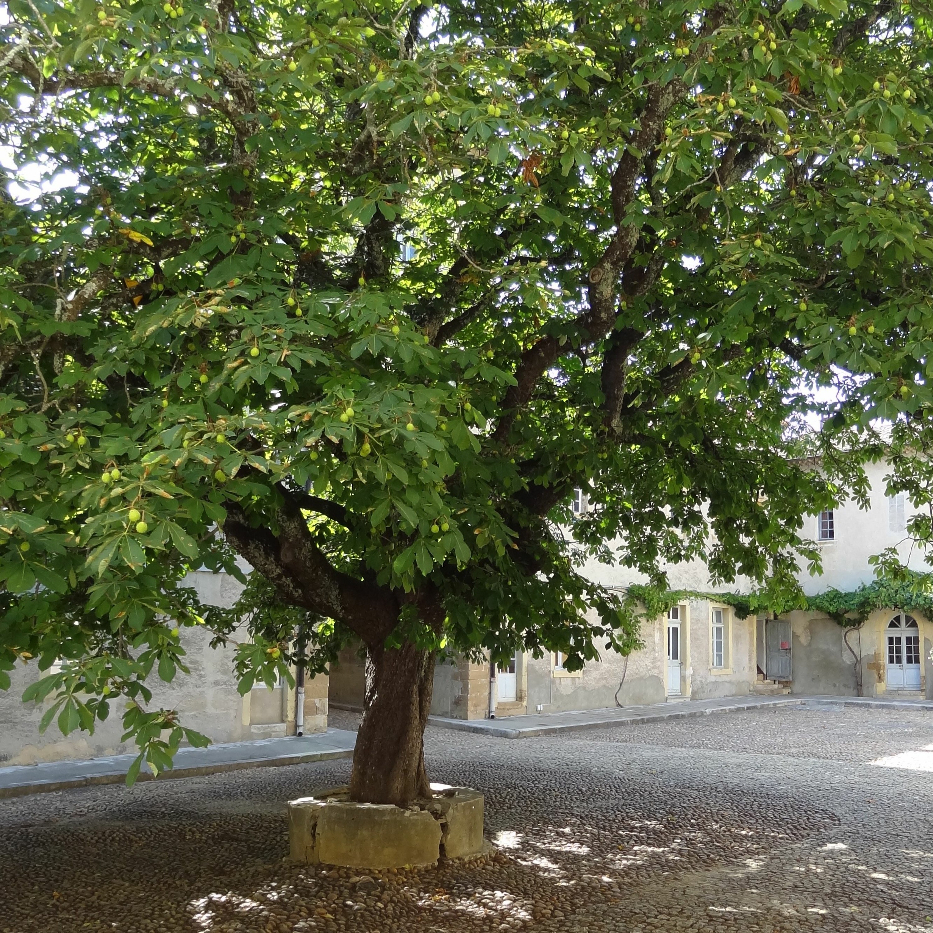 8 – L’Arbre