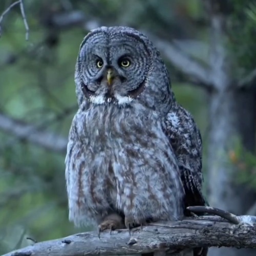 Friday Ecstatic Dance @ Odessa 19-07-24