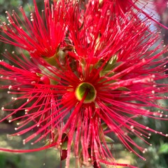 Synaesthesia 9 - Red