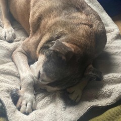 Living room , Grouper cover quiet version