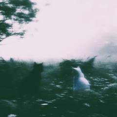 golden cats - yearn 4 u - light SPED UP