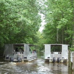 Review Special Price Jean Lafitte 90-Minute Swamp And Bayou Boat Tour