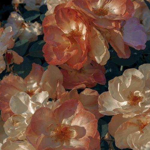 어리던 철부지 시절의 청춘이 내게 물었다.