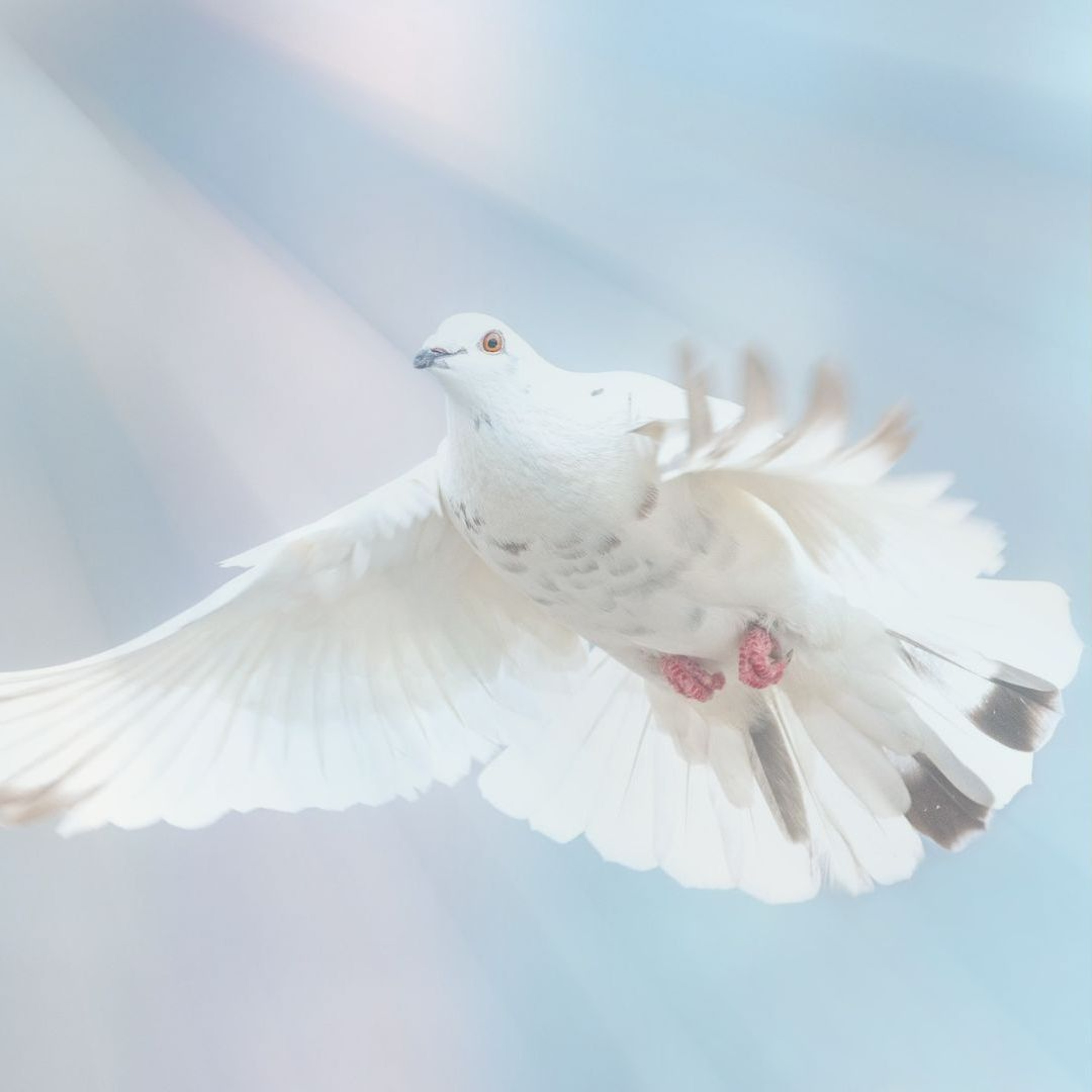 The Power of Pentecost: How the Holy Spirit Transforms Your Witness episode artwork