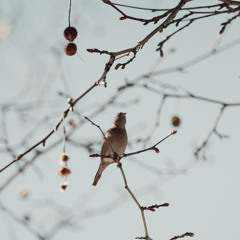 Nightingales